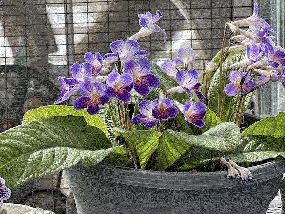 Streptocarpus best sale lady slipper