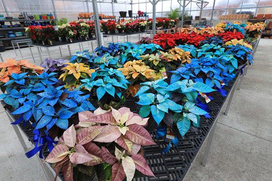 Painted poinsettia deals